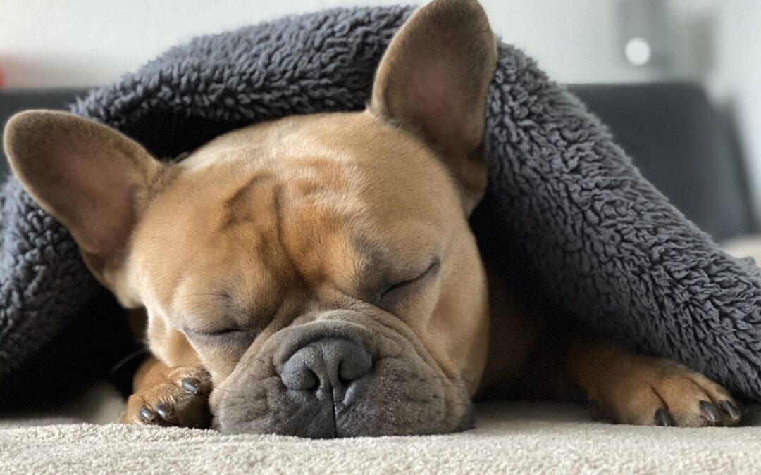 Adorable french bulldog puppy sleeping under blanket