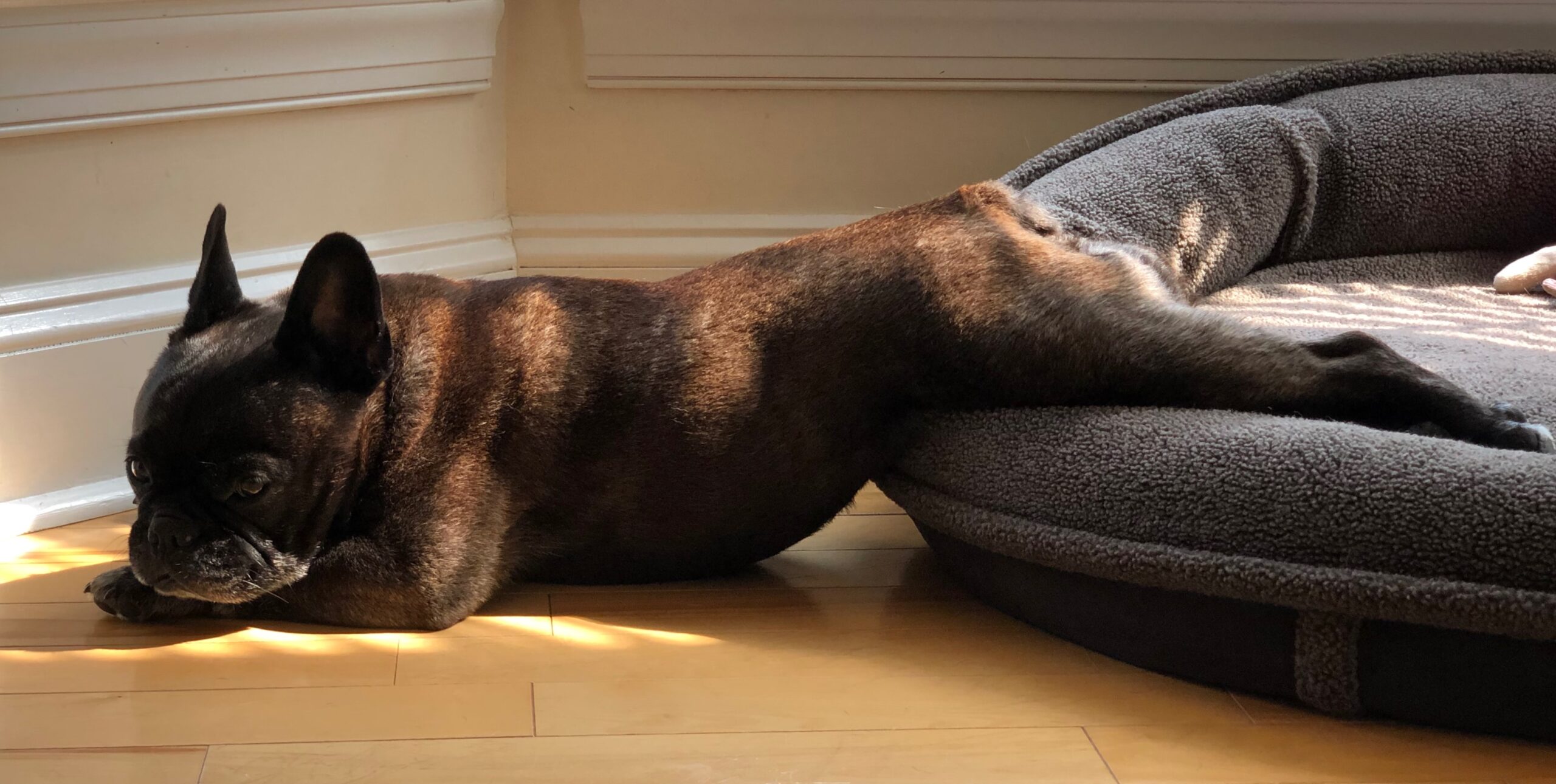 Black-brindle French Bulldog dozing in dappled sunlight.  Stretched to full length, hind quarters are propped up on fleece dog bed, rest of body draped across wooden floor.  Chin resting on paws, eyelids half-closed.